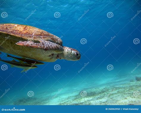 Big Green turtle . stock photo. Image of reptile, reefs - 260063950