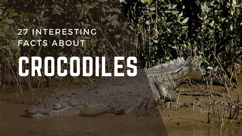 27 Interesting Facts About Crocodiles — PetGratitude