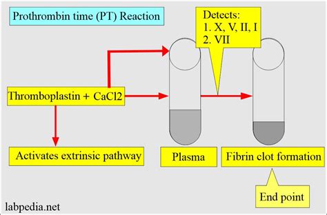 Image result for Prothrombin Time Normal Result
