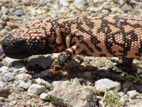 Definitive Guide To Gila Monster Facts, Habitat, Conservation Status ...