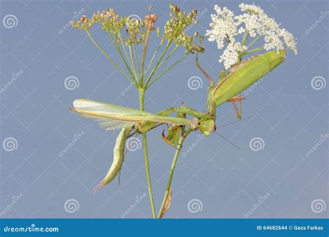Female of Praying Mantis Eating Male after Mating Stock Photo - Image ...