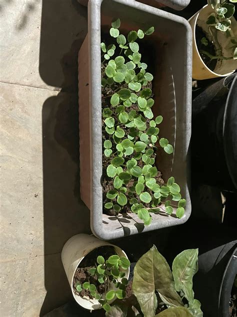 Buy Balsam Mix Seeds Online | Vibrant & Easy-to-Grow Flowers for Your ...