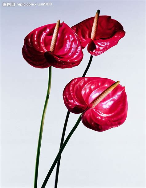 精品花卉系列-鲜花朵朵摄影图__花草_生物世界_摄影图库_昵图网nipic.com