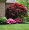 Image result for Japanese Maple Emperor 1