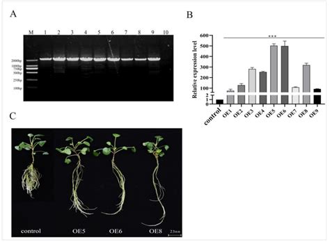 SmSPL6 Induces Phenolic Acid Biosynthesis and Affects Root Development ...