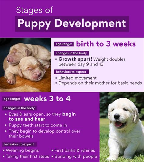 Understanding Puppy Development Stages: From Newborn To Adult