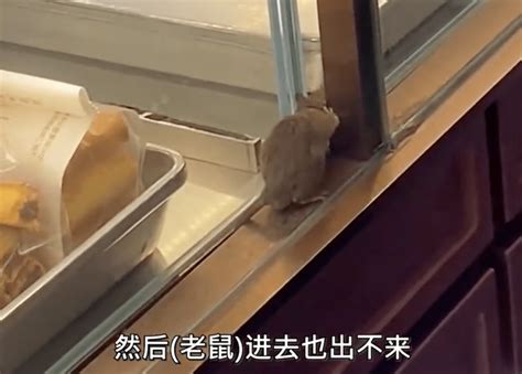 惊悚！湖滨鲍师傅糕点的展柜被拍到老鼠乱窜？！上城区发布最新通报_杭州_门店_市场