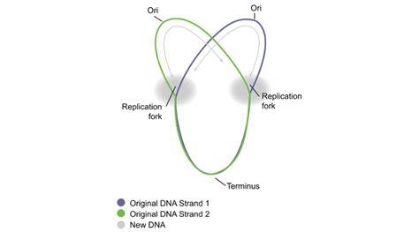 Origin of Replication 的图像结果