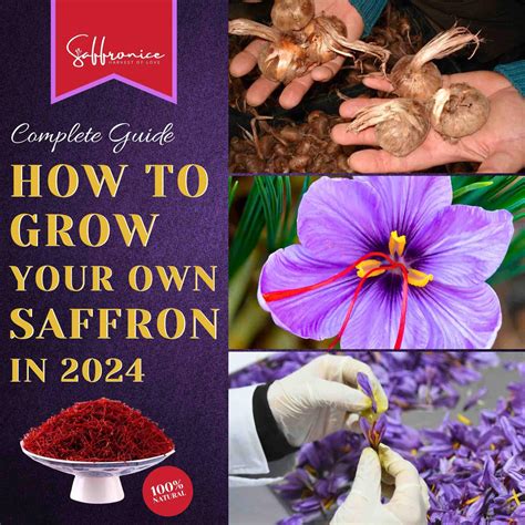 Growing Saffron Bulbs | Complete Guide 2024 – Saffronice