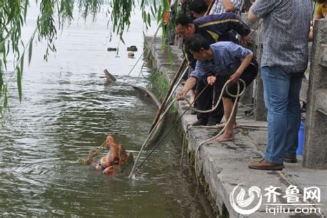 降雨少，楠溪江停供水！乐清行动起来，“水来了水来了”_柳市镇