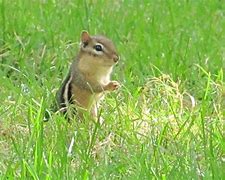 Image result for BackYard Rodents