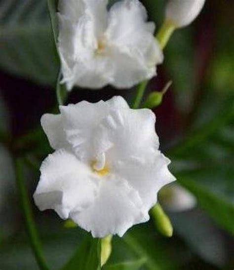 Plants Point Night Bloom Jasmine Plant Price in India - Buy Plants ...
