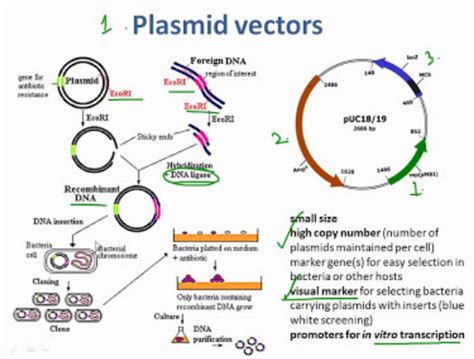 Plasmid Vector 的图像结果