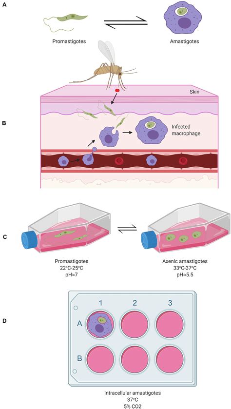 Leishmania Tropica Life Cycle File: