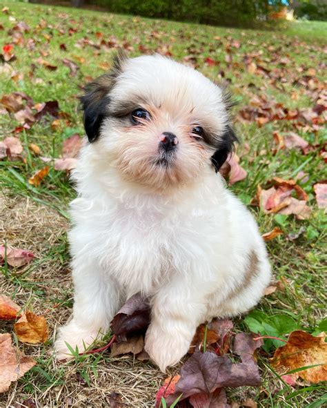 Baby Shih Tzu White