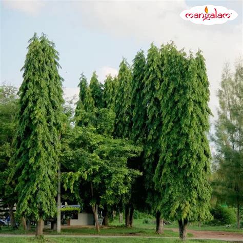 Ashoka Trees | A Guard against Grief – House of Mangalam