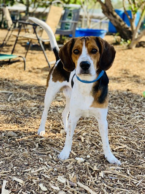 Black And Tan Coonhound Beagle Mix