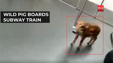 Viral Video: Watch: Wild pig enjoys subway train ride in Hong Kong