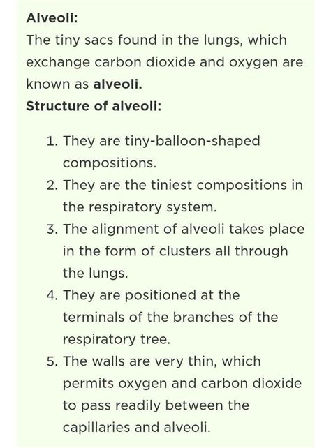 Function of Alveoli?? - Brainly.in