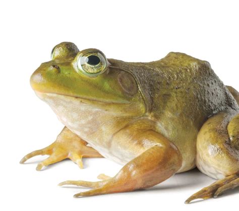 Image result for Dissecting a Frog Lab