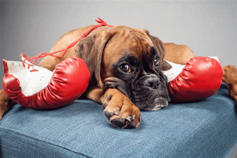 Boxer Dog Boxing 的图像结果