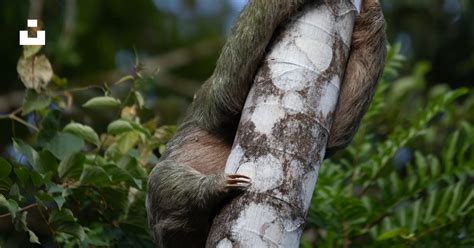 Sloth Climbing Tree 的图像结果