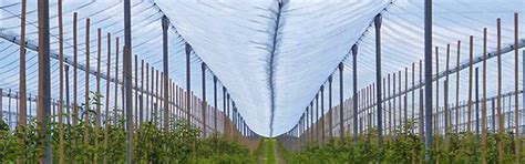 Ginegar Anti-Hail Net Leno - Tear-Resistant Weave for Windy Areas