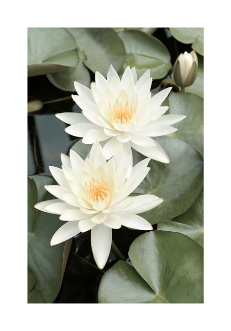 White Lotus Flowers Poster