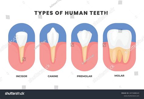 Incisor Diagram: Over 399 Royalty-Free Licensable Stock Illustrations ...