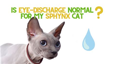 Eye Discharge in Your Sphynx Cat - ReNewedPet