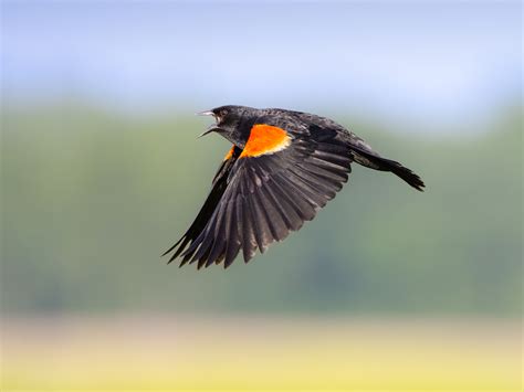 Image result for Order Status