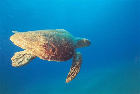 Sea Turtle 的图像结果