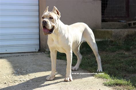 Cane corso kennel| Europe| Puppies for sale| Italian mastiff breeder ...