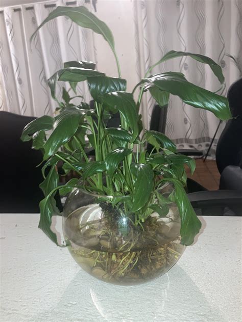 Peace Lily In Water