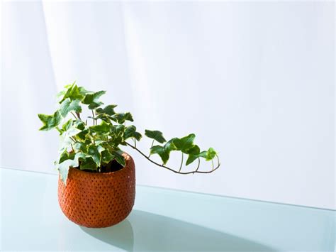 Ivy Plant Care: Tips For Growing Ivy Indoors