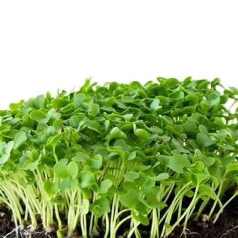 Buy Kale Green Microgreens seeds 30g online India | Nutirent Rich ...