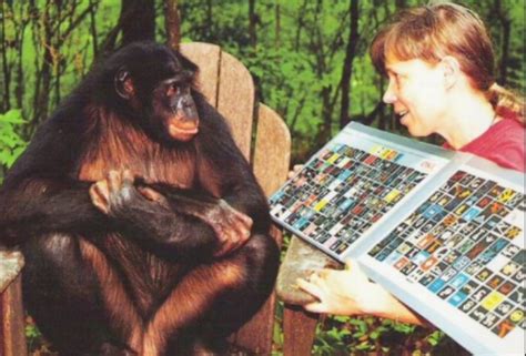 7 Primates Who Mastered The Great Ape Language, Communicated With ...