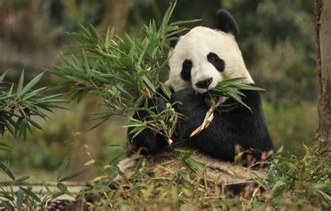 旅英大熊猫甜甜当选“最受欢迎大熊猫”_ 视频中国