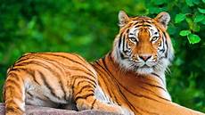 Bengal Tiger Wallpaper by Desktop Hd Wallpapers Free Downloads Bengal Tiger Hd Bengal Tiger Wallpaper