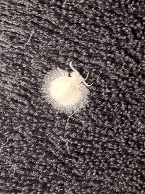 Little green bug? : r/whatsthisbug