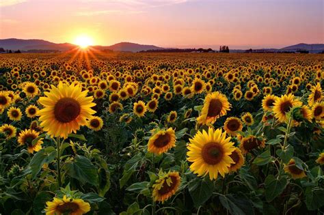 Sunflower Field Sunset Wallpapers - Top Free Sunflower Field Sunset ...
