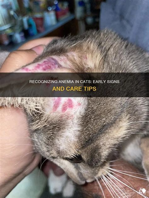 Recognizing Anemia In Cats: Early Signs And Care Tips | PetShun