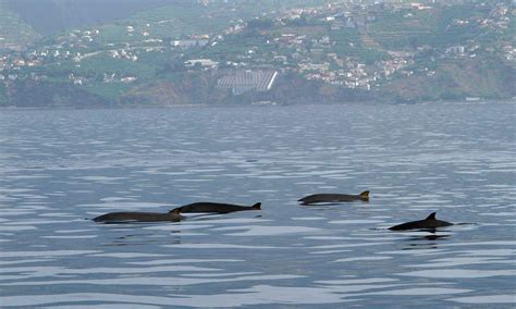 Madeira Whale Watching August - Magic Dolphin