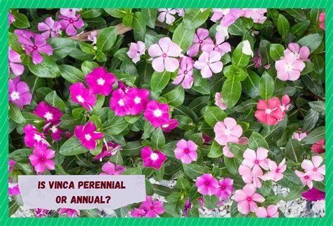 Vinca Perennial or Annual? (What You Should Know) - Farmer Grows