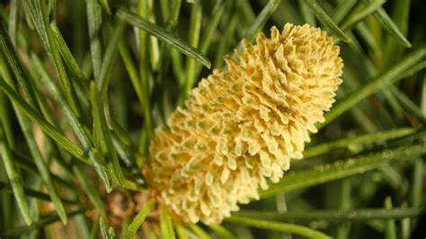 Male Pine Cones