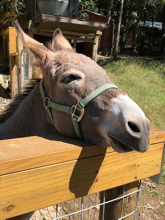 Yellow River Wildlife Sanctuary (Lilburn) - 2021 What to Know Before ...