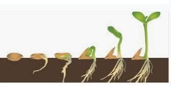 germinating seeds picture? - Brainly.in