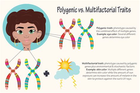 Polygenic versus multifactorial traits 7508594 Vector Art at Vecteezy