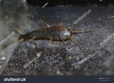 Silverfish Bathroom Stock Photo (Edit Now) 617367005