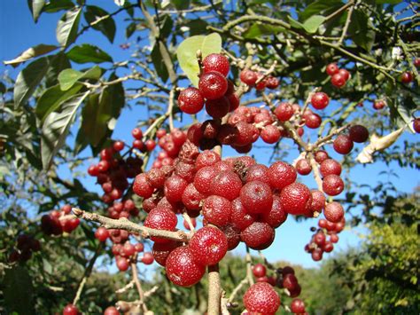 Buy Cherry Silverberry Collection, 1x Elaeagnus multiflora, umbellata ...